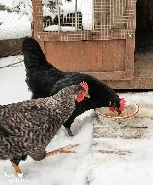 chickens in the snow eating