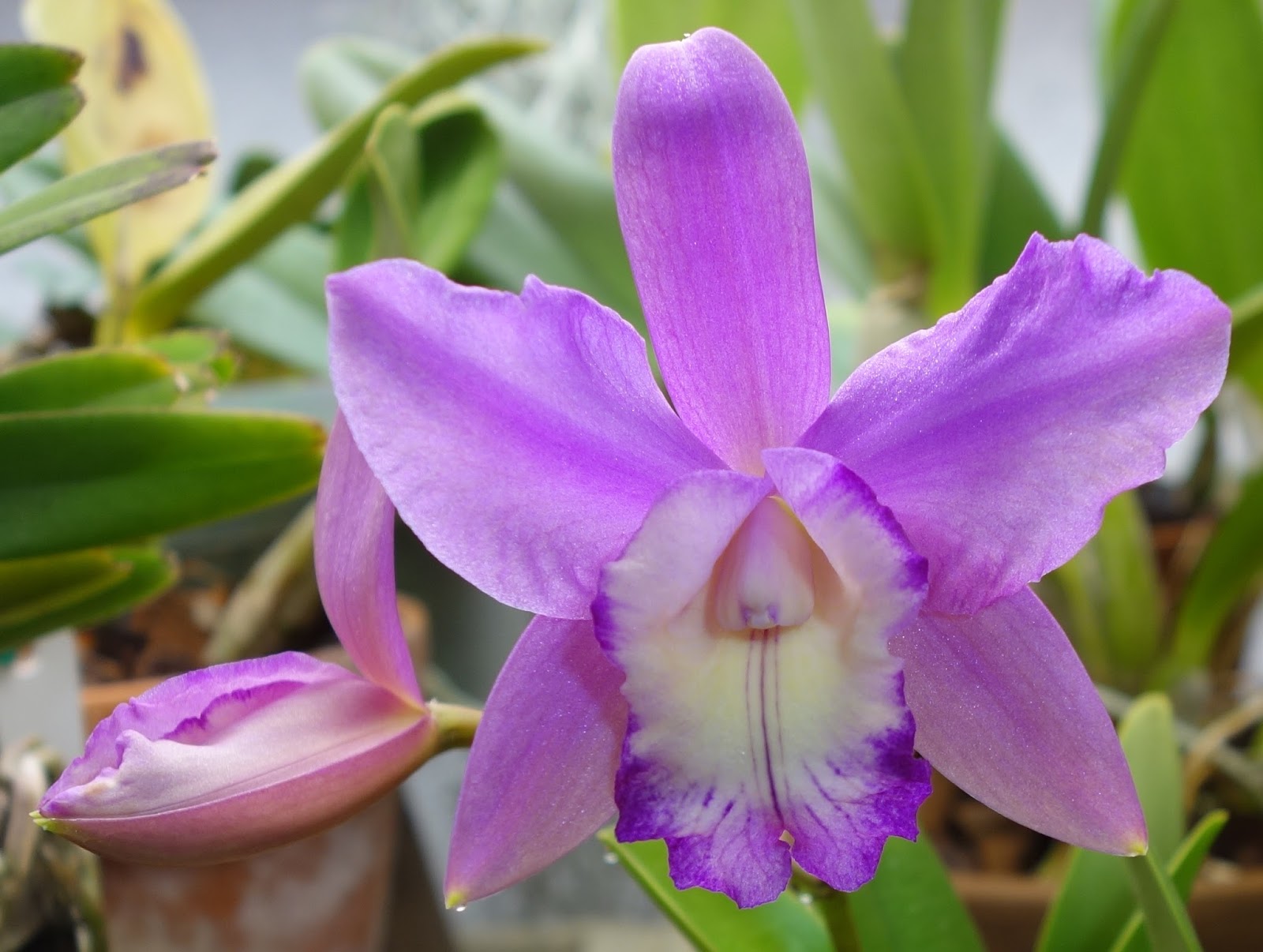 Arne's Orchid Corner Orchid of the day Cattleya Love Knot