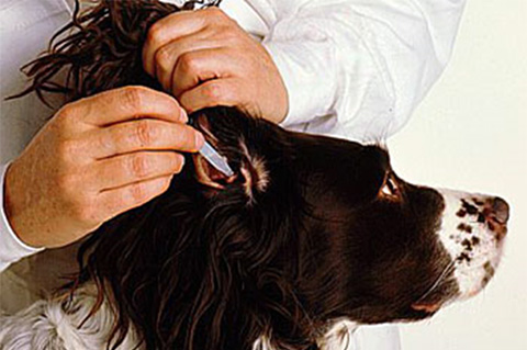 Setter Inglese La Pulizia Delle Orecchie E Cosa Fare In Caso Di Otite E Otite Parassitaria