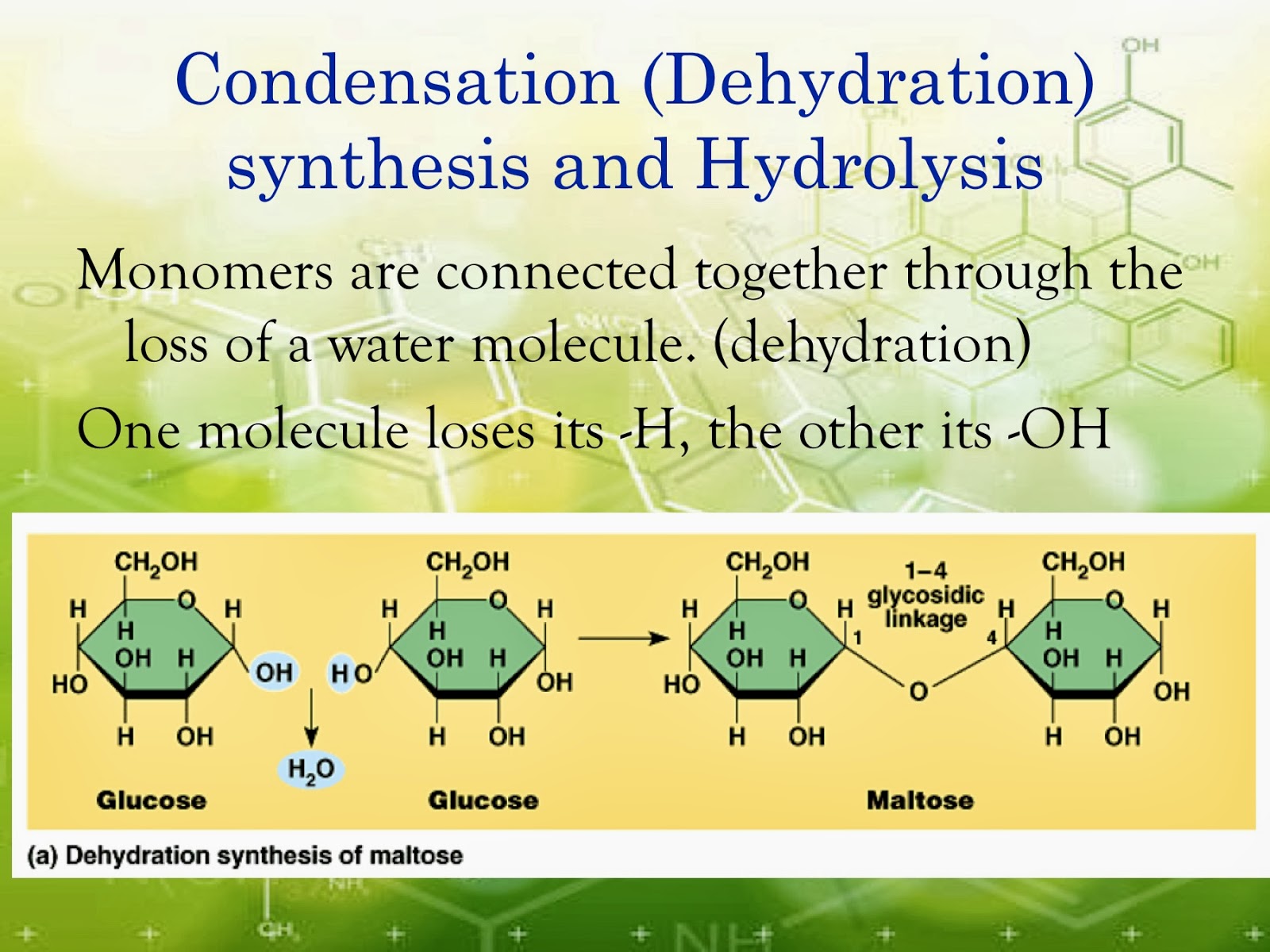 EC Honors Biology Condensation reactions