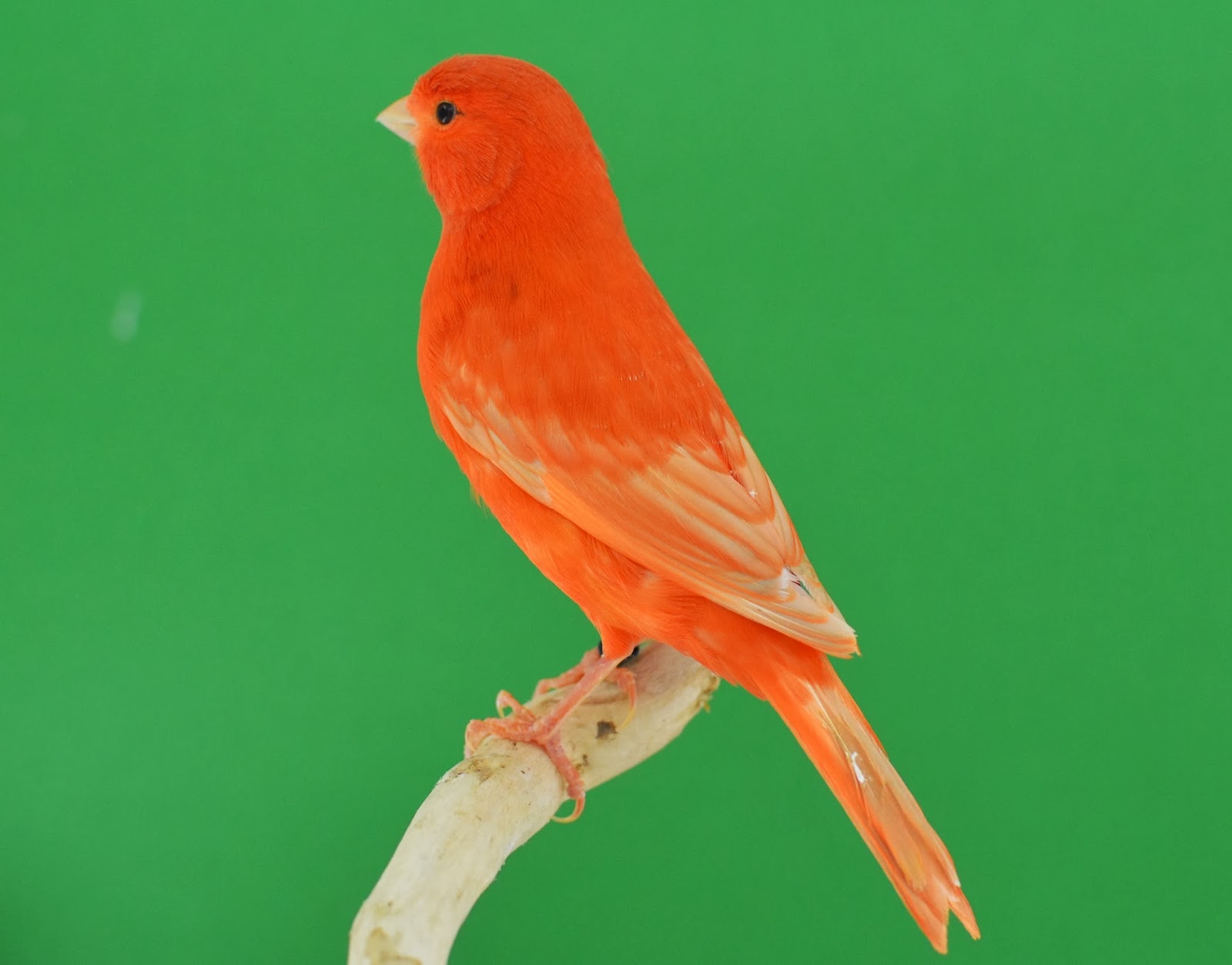 AVIARIO DE CANARIOS DE COLOR: ISABELA ROJO INTENSO JASPE SIMPLE DILUCION