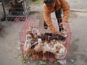 woman reaching into a cage with ducks