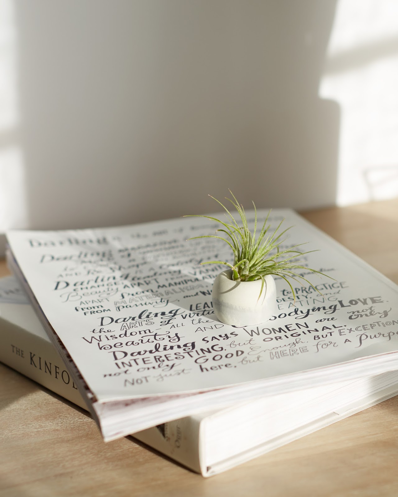 Easy Low Maintenance House Plants Easy Low Maintenance House Plants air plant tillandsia review hellolindasau darling magazine