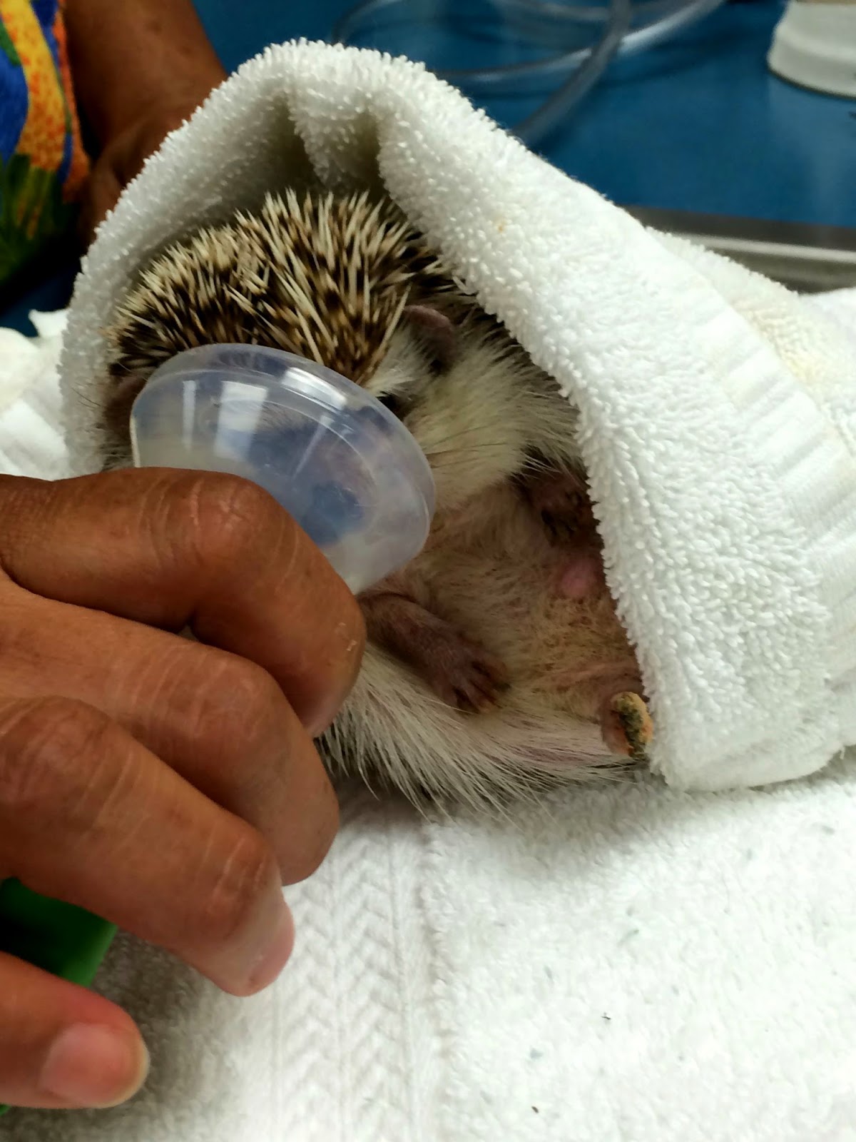 This Hedgehog is Brushing its Teeth or What? It got Good Results in its