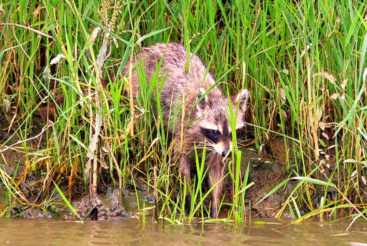 Gary's Outdoor Wanderings2: THE WOODLAND RACCOON