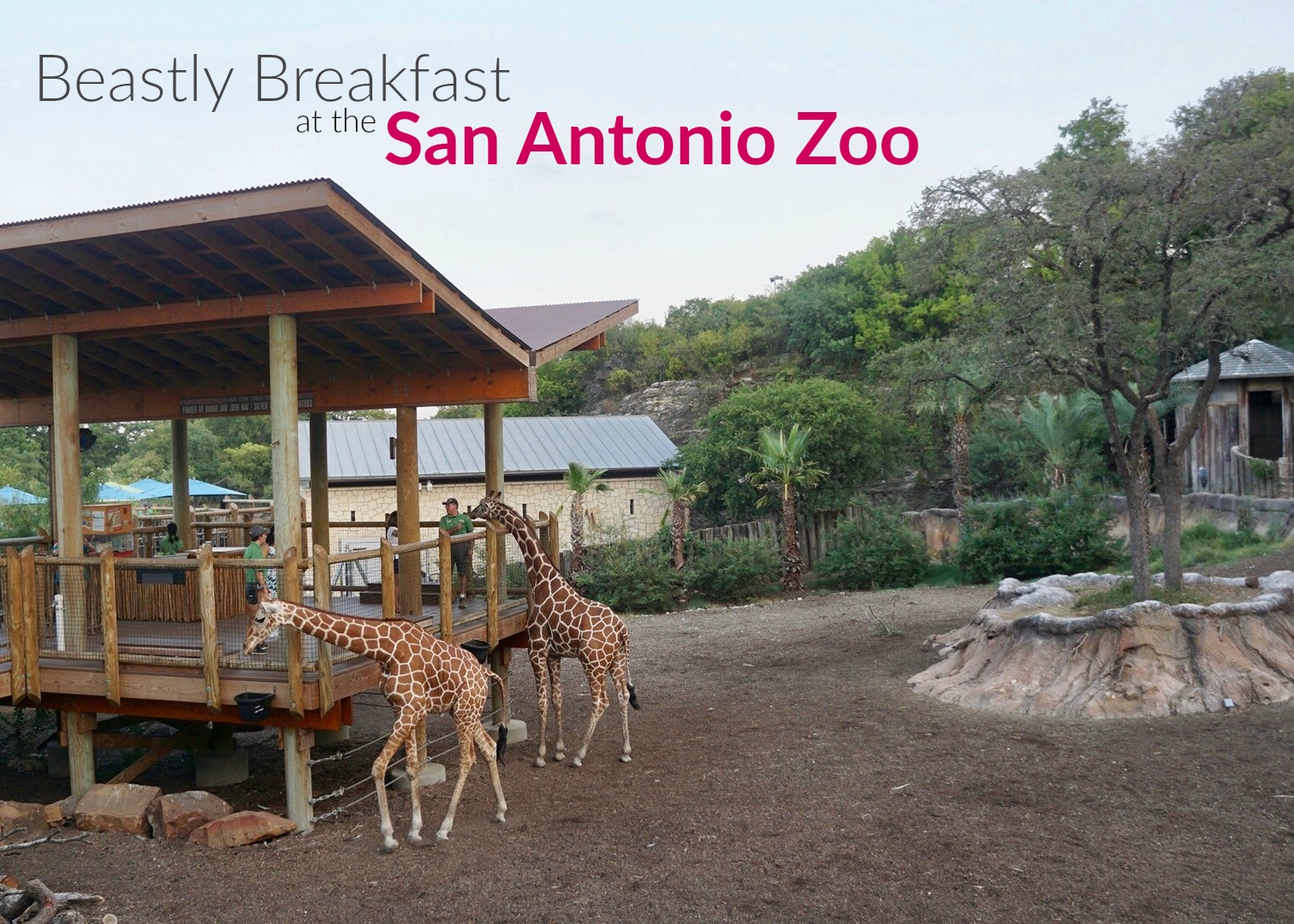 Breakfast with Giraffes at the San Antonio Zoo - Family Love In My City