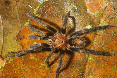 hunting spiders Nicaragua