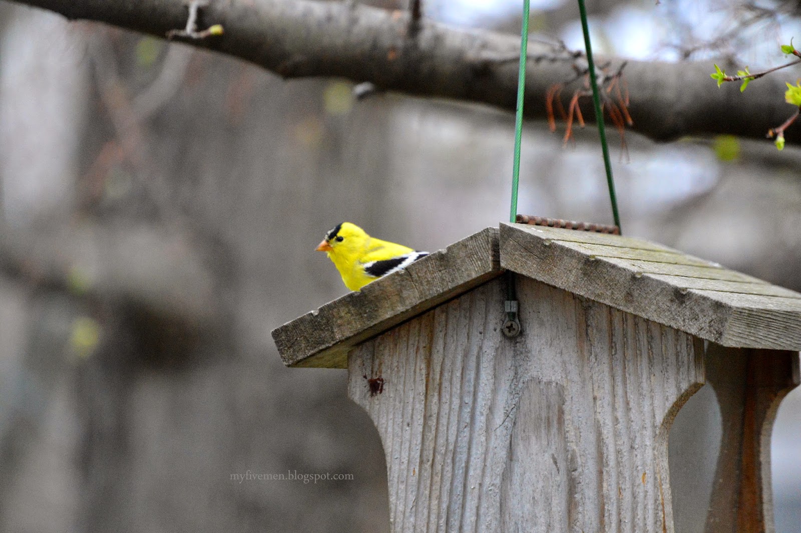 My Five Men A Ray of Sunshine