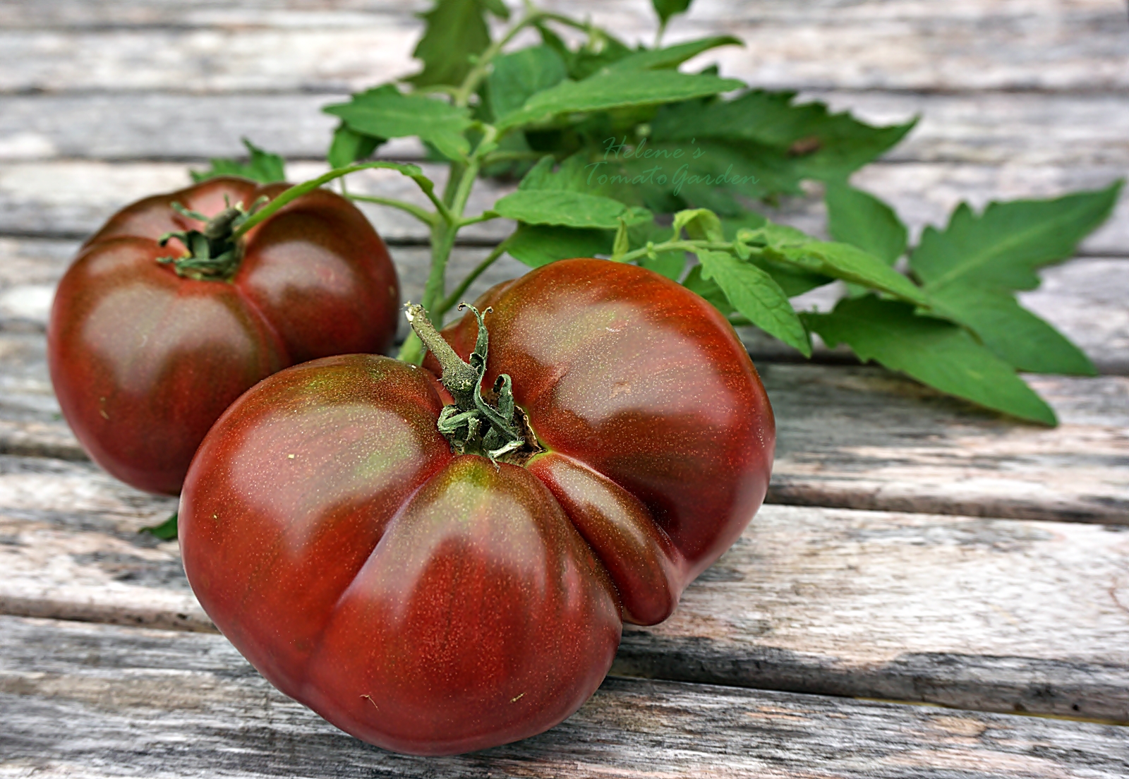 TomatPrat Black Krim