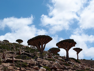 Σοκότρα: Ένα αλλόκοσμο νησί βαμμένο με το αίμα του δράκου. Με φωτογραφίες από την απαγορευμένη ταινία "UNKNOWN LAND" (ΑΓΝΩΣΤΗ ΓΗ)  