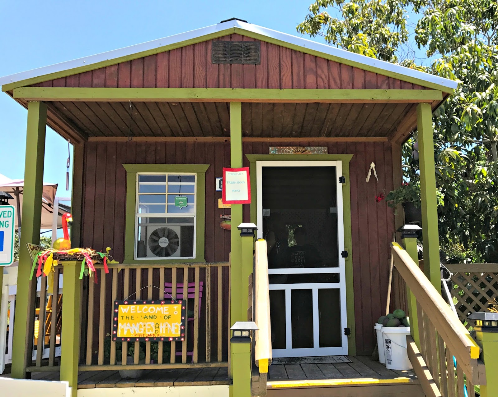 Pine Island, Florida Mango Season Arrives on Pine Island
