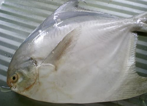 Blessing Fish Ikan Bawal Putih Besar 1 Kg Ilotte