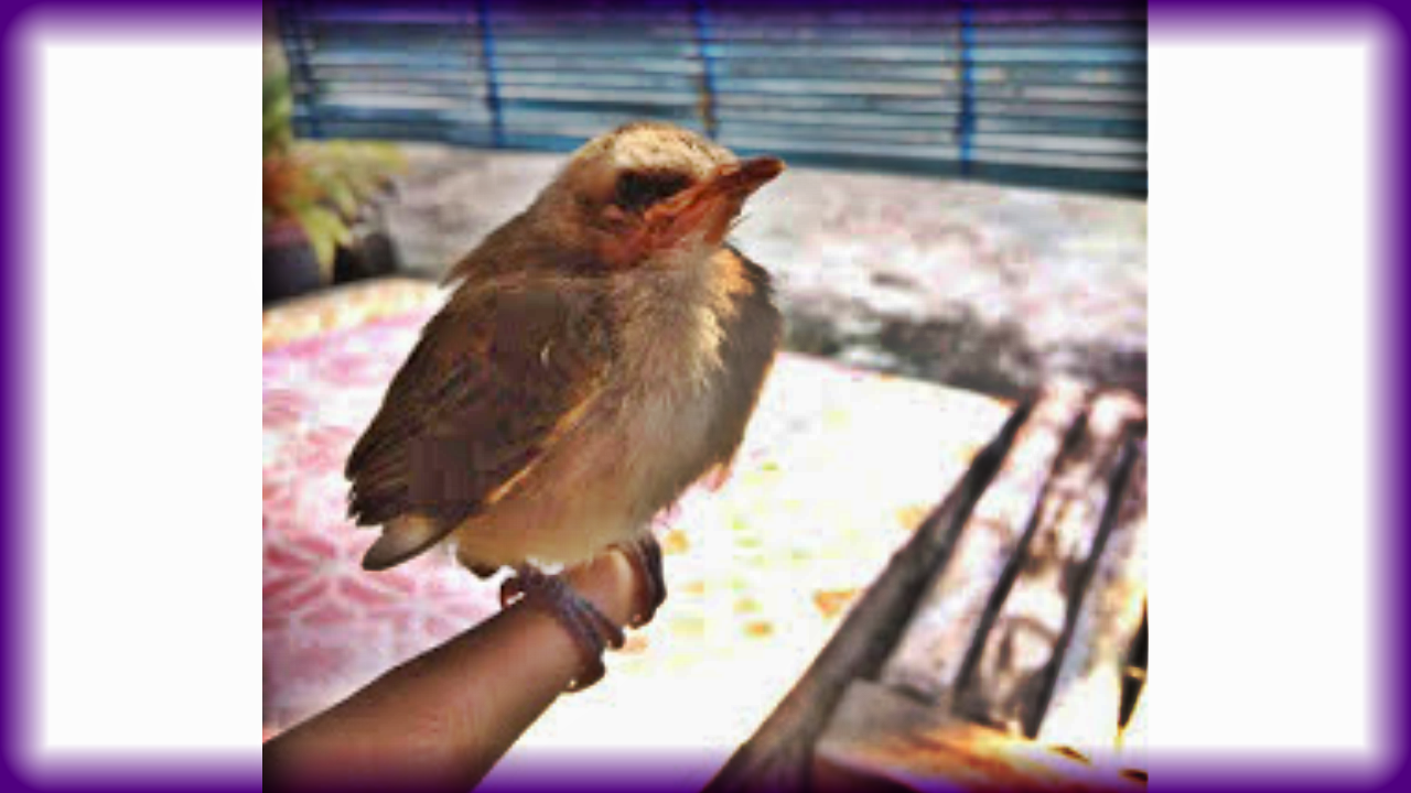 Cara Merawat Burung Trucukan Dengan Baik