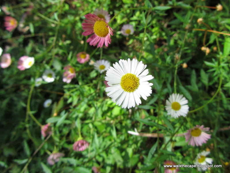 Walking the Cape More Flowers in Newlands Forest