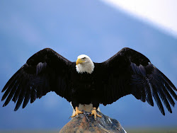 eagle bird birds single flying wallpapers entertainment eagles flight american bald aigle fly royal fighting america don