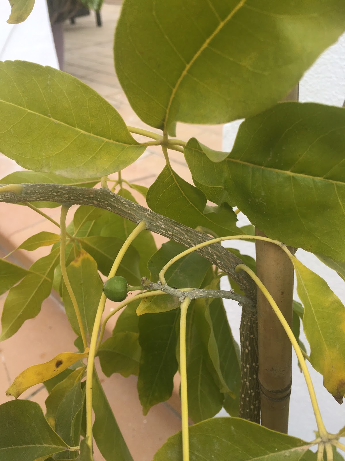 UN PARAÍSO EN CASA CULTIVO DEL ZAPOTE BLANCO