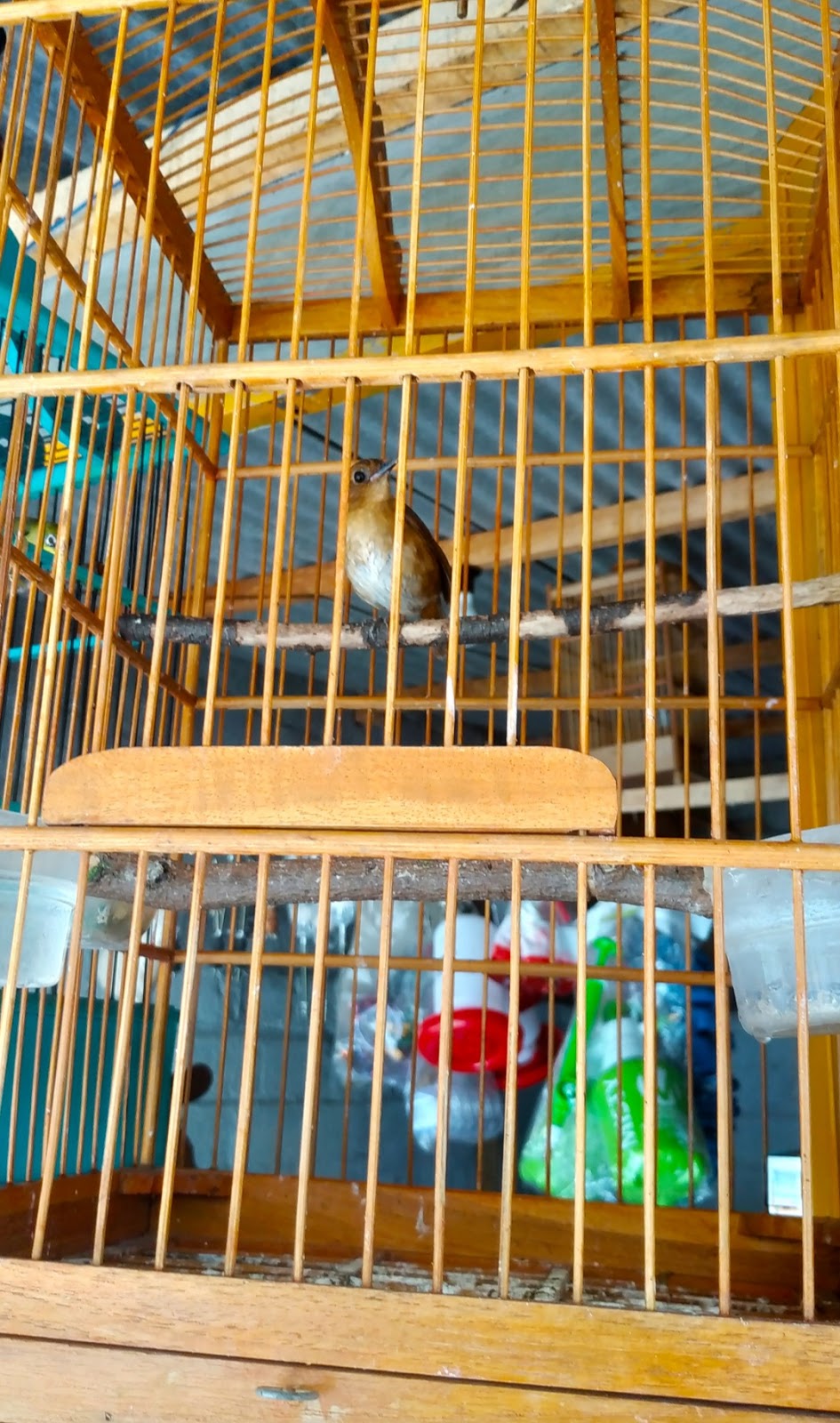 Paling Bagus 30+ Gambar Burung Jongkangan Jantan Richa