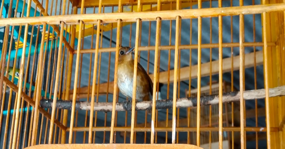Cara Merawat Dan Membedakan Burung Jantan Dan Betina Pada Burung