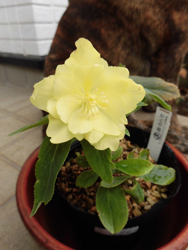 中古】 ⭐️超希少⭐️【芳香クリスマスローズ フレグランスダブル