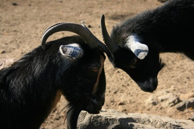Picture of two goats standing head to head