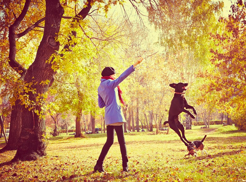 A young woman and her dog play with a stick in the park