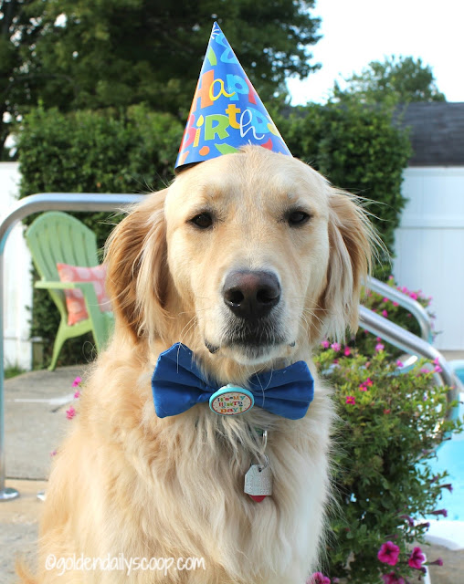 golden retriever dog wearing birthday hat and bowtie