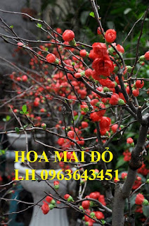 Sỉ, lẻ cây mai đỏ, cây hoa mai đỏ bán tết 2019, cây hoa mai đỏ bonsai, uy tín, giao toàn quốc Sỉ, lẻ cây mai đỏ, cây hoa mai đỏ bán tết 2019, cây hoa mai đỏ bonsai, uy tín, giao toàn quốc