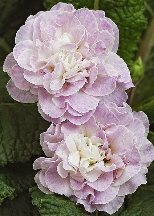 Primula Belarina Pink Ice | Backyards Click