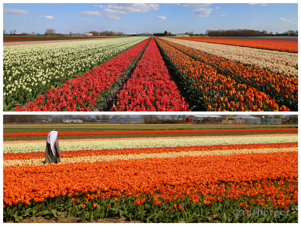 Tulpen Holland