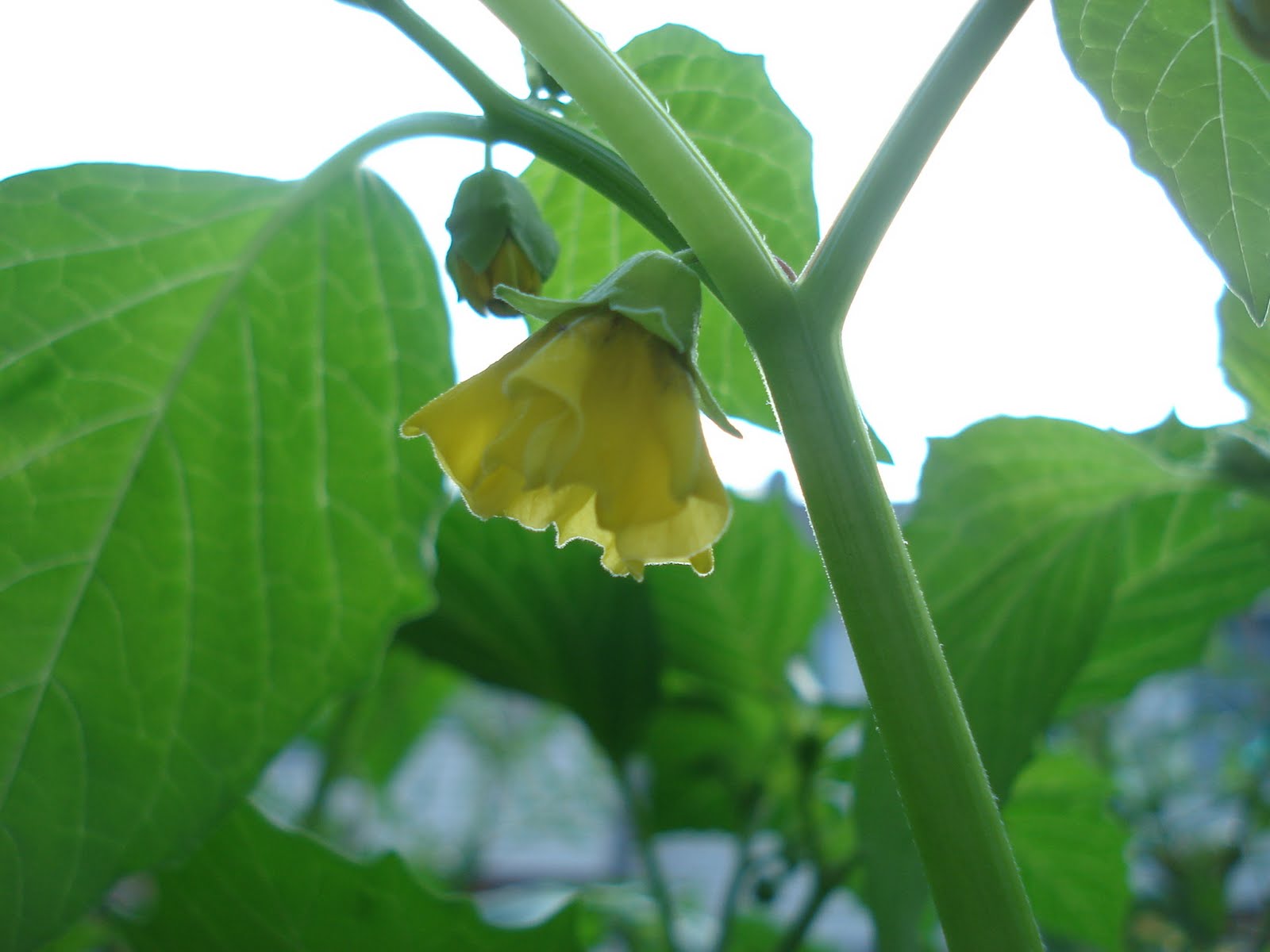 Bumble Lush Garden Tomatillo Time Lapse