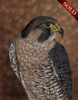 Peregrine Falcon Bird Painting in Pastel by Colette Theriault