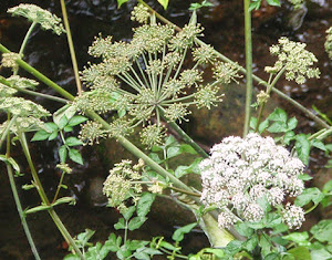Angélica (Angelica sylvestris)flor silvestre blanca