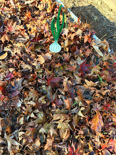 Leaf mulched garlic bed. https://trimazing.com/ Photo of raised garden bed with garlic illustrated stake mulched with autumn leaves. https://trimazing.com/