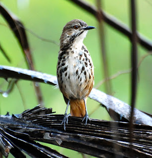 Spotted Morning-Thrush