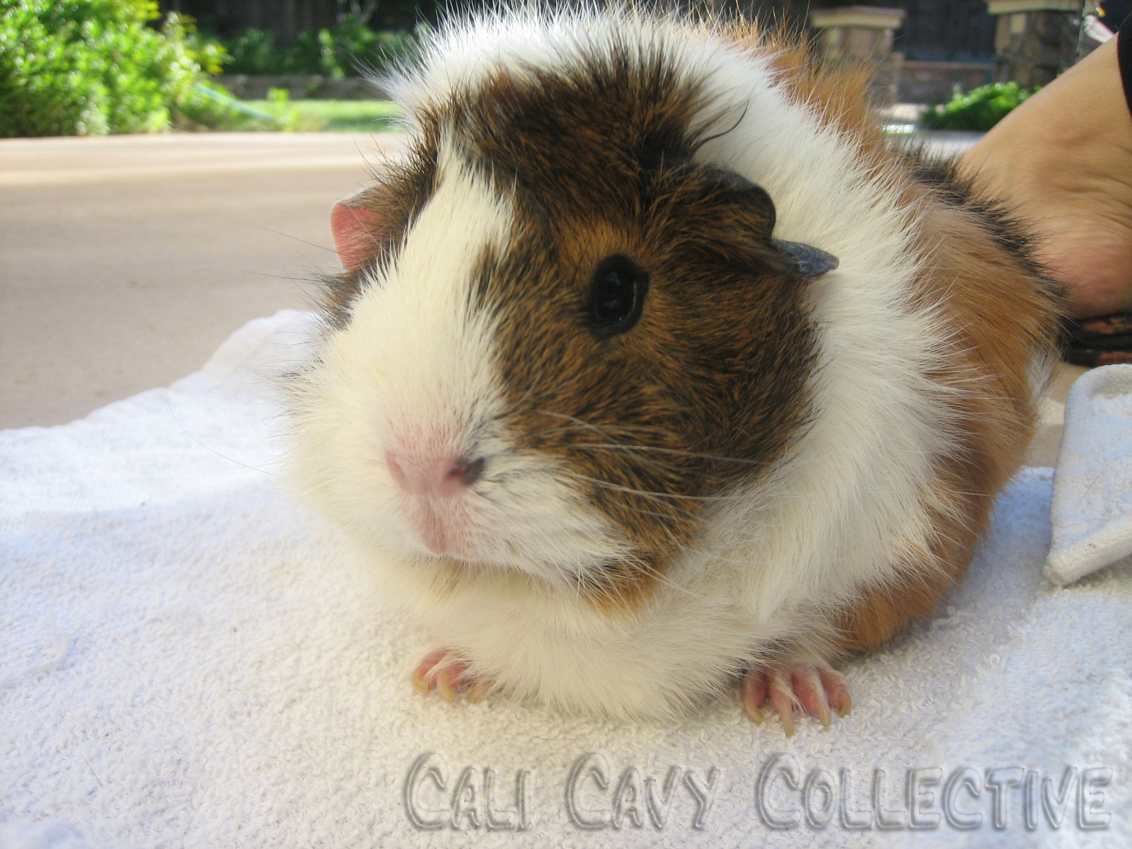 Cali Cavy Collective: a blog about all things guinea pig: Abyssinians ...