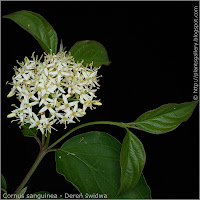 Cornus sanguinea inflorescence - Dereń świdwa kwiatostan