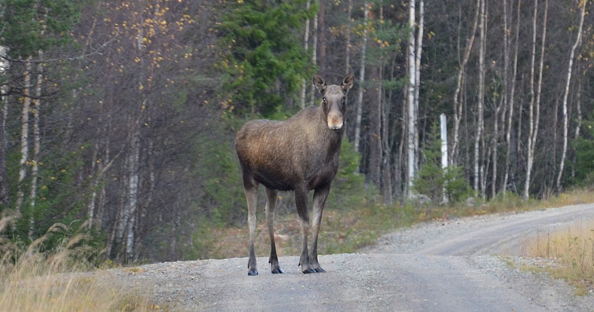 лось краткое описание. изюбриха молодая охота. сообщение о лосе. лось доклад. запиши лося.