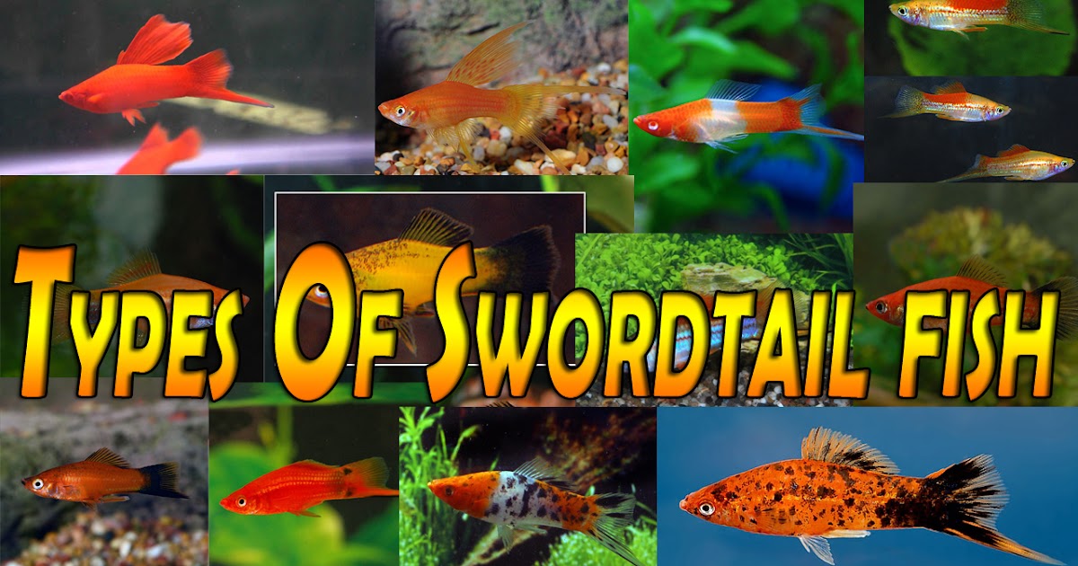 Types Of Swordtail fish (Xiphophorus helleri)