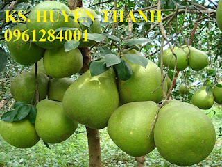 Bán cây giống bưởi đường quế dương, số lượng lớn, giao cây toàn quốc. LH 0961284001