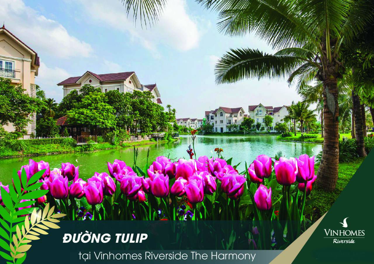 Tiểu Khu Tulip