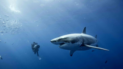 Shark bite resistant wetsuit tested in Australia planet-today.com
