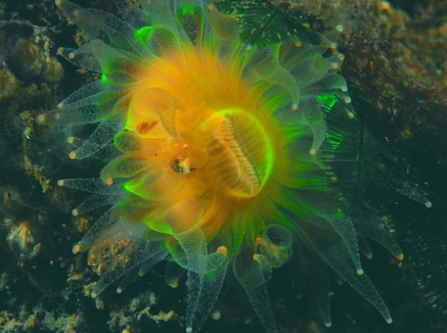 Devonshire Cup Coral can be found on the Morte Platform - Photo copyright Paul Naylor (All Rights Reserved) 