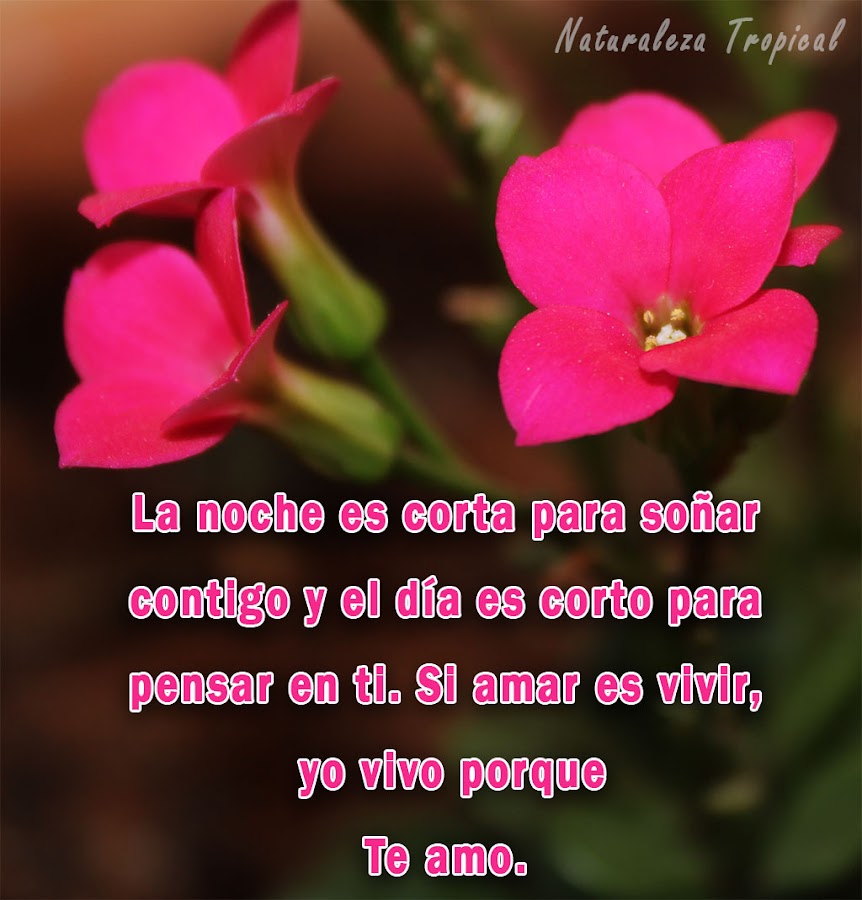 La noche es corta para soñar contigo y el día es corto para pensar en ti. Si amar es vivir, yo vivo porque te amo.