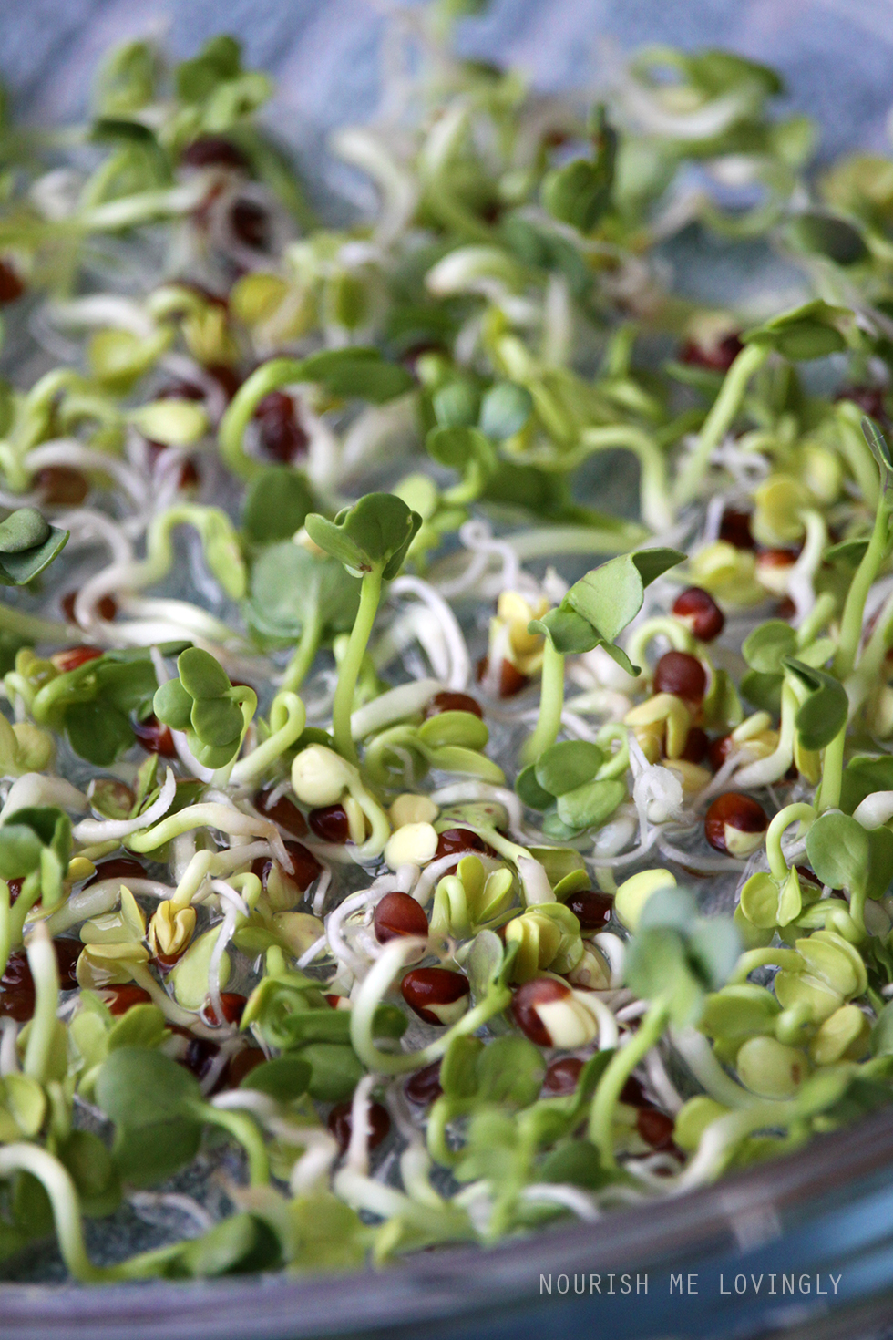 Nourish me lovingly Radish sprouts