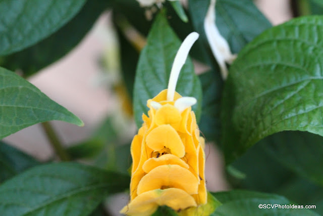 Justicia Brandegeeana - Golden Shrimp semi opened bud