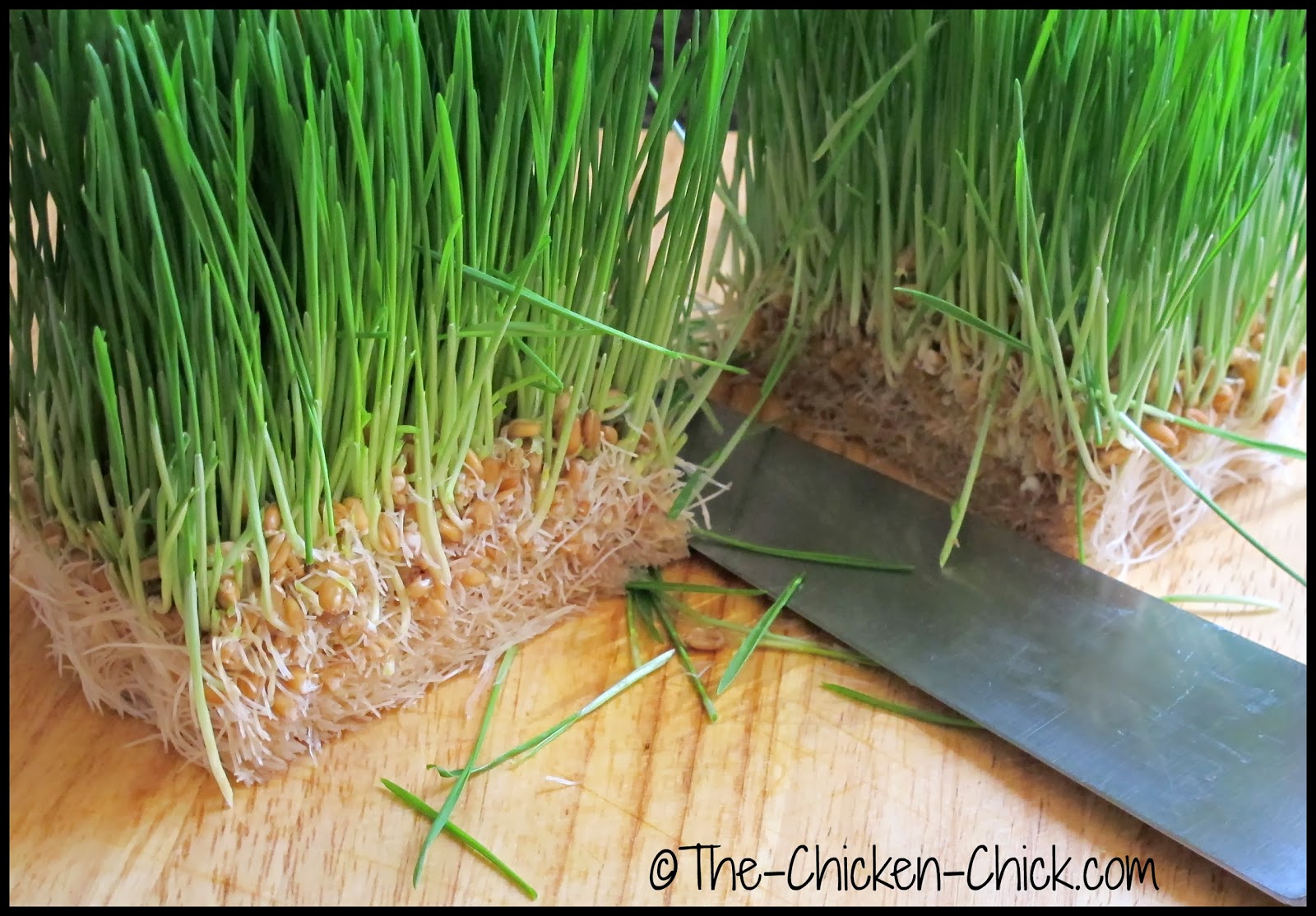 The Chicken Chick® Sprouting Grains for Chickens Fodder for Thought