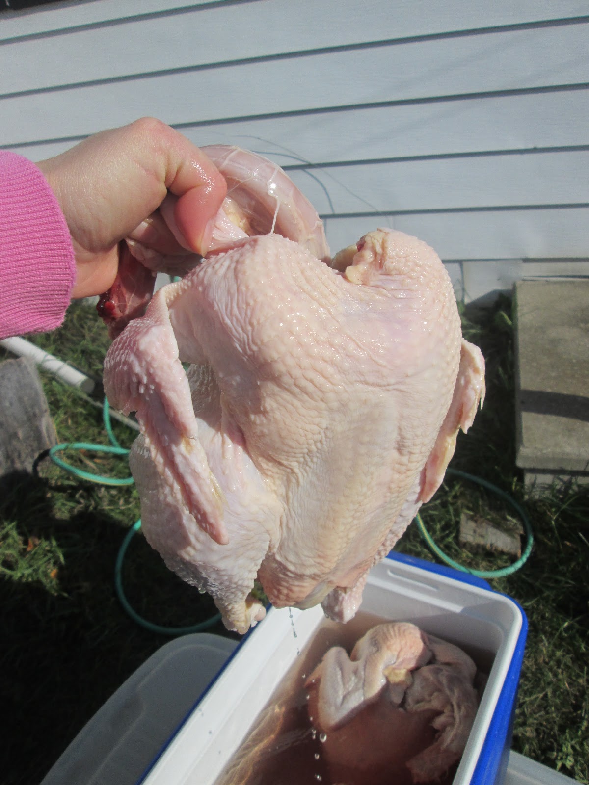 Dwyer's Farmhouse Meat Birds