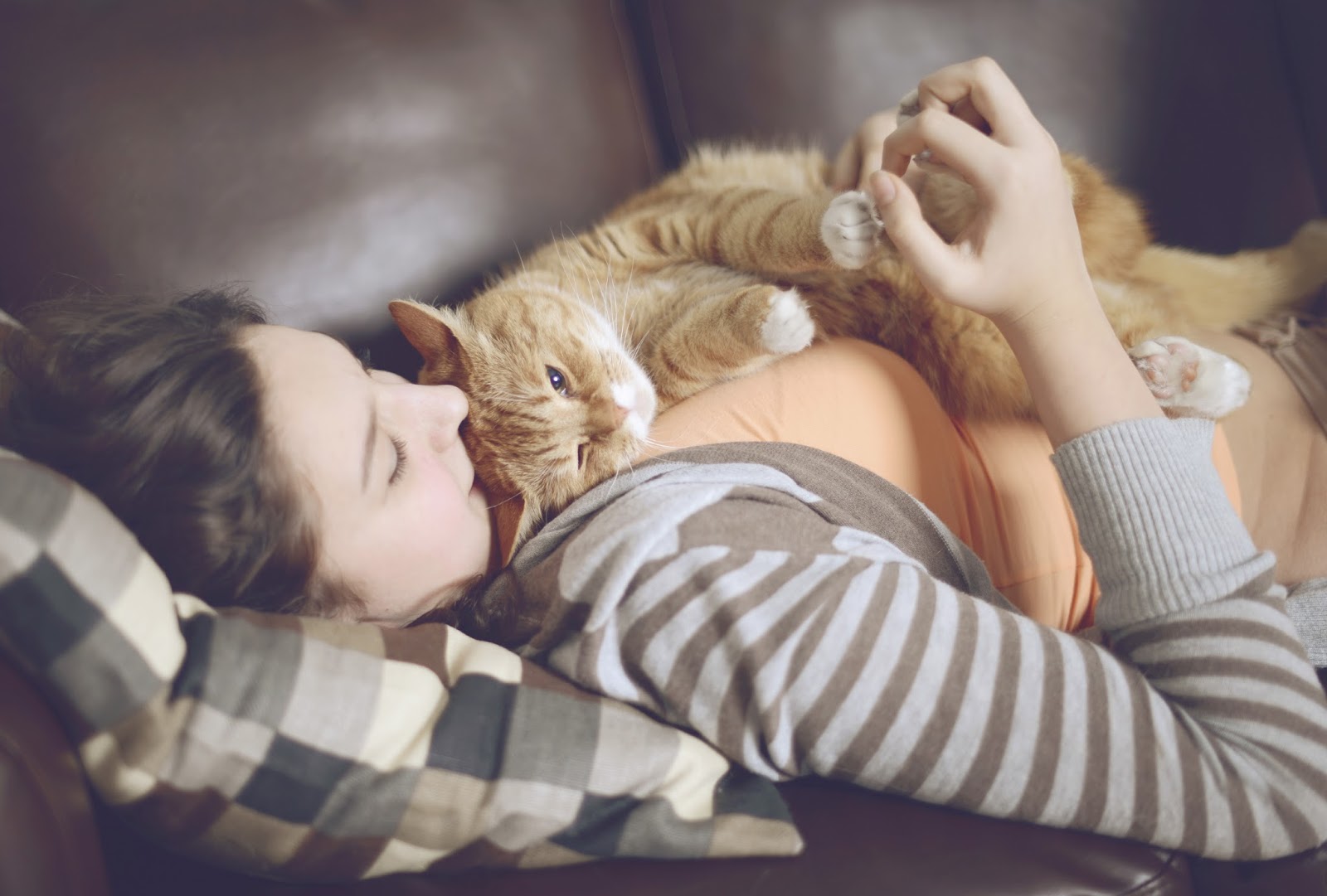 Bregman Veterinary Group 4 Tips to Help Your Cat Feel Comfortable At Home