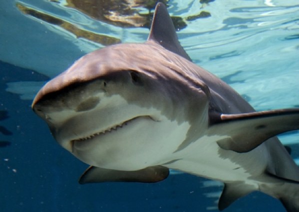 The left Bull shark welcomes you to the blog