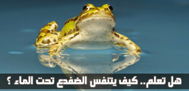كيف يتنفس الضفدع تحت الماء